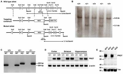 Inactivation of the Mouse L-Proline Transporter PROT Alters Glutamatergic Synapse Biochemistry and Perturbs Behaviors Required to Respond to Environmental Changes